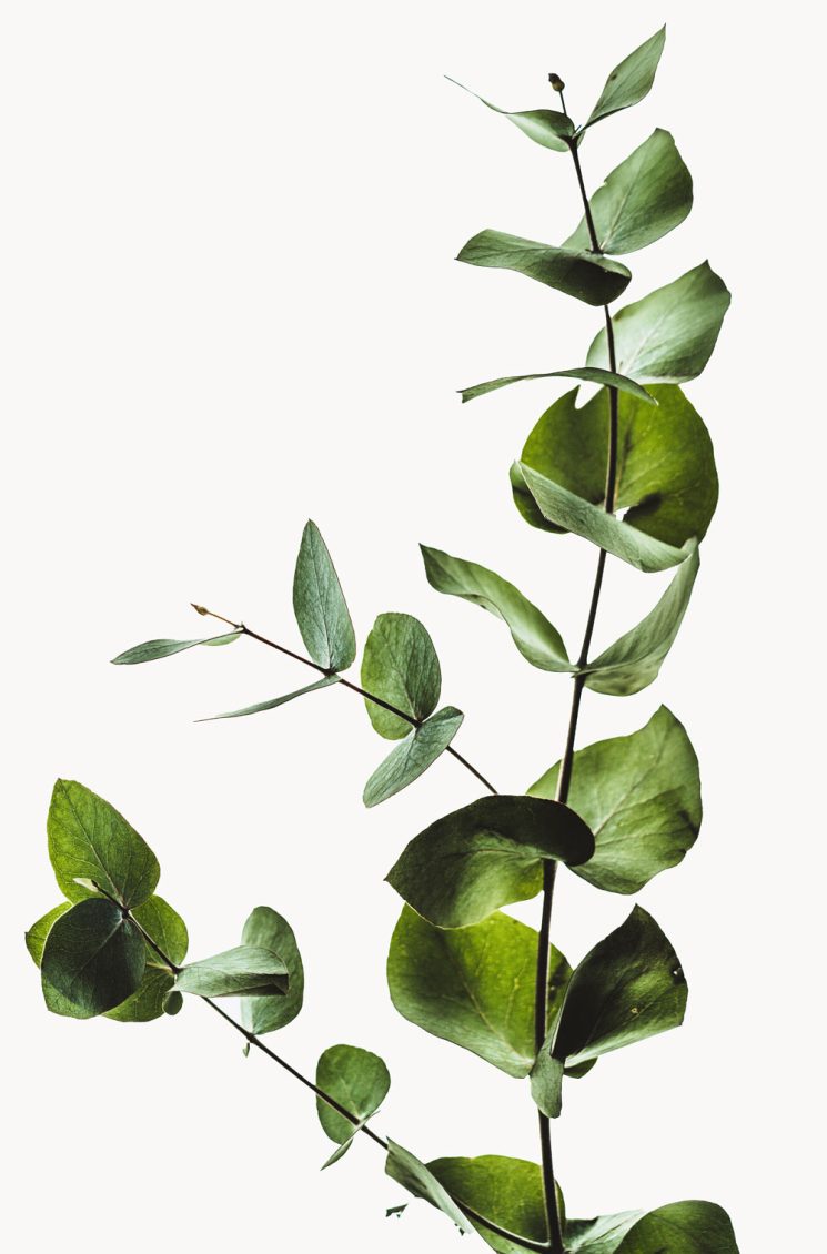 plant-background